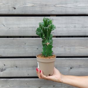 Euphorbia lactea (Mliečnik hrebeňovitý) ´CRISTATA´ - kont. C1L, výška 15-25 cm - ZELENÁ